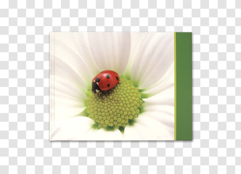 Flower Lady Bird - Insect Transparent PNG