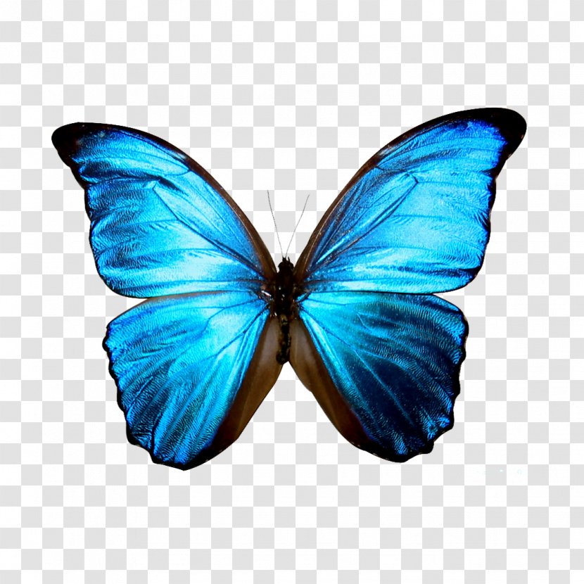 Butterfly Morpho Rhetenor Blue Clip Art - High Resolution Icon Transparent PNG