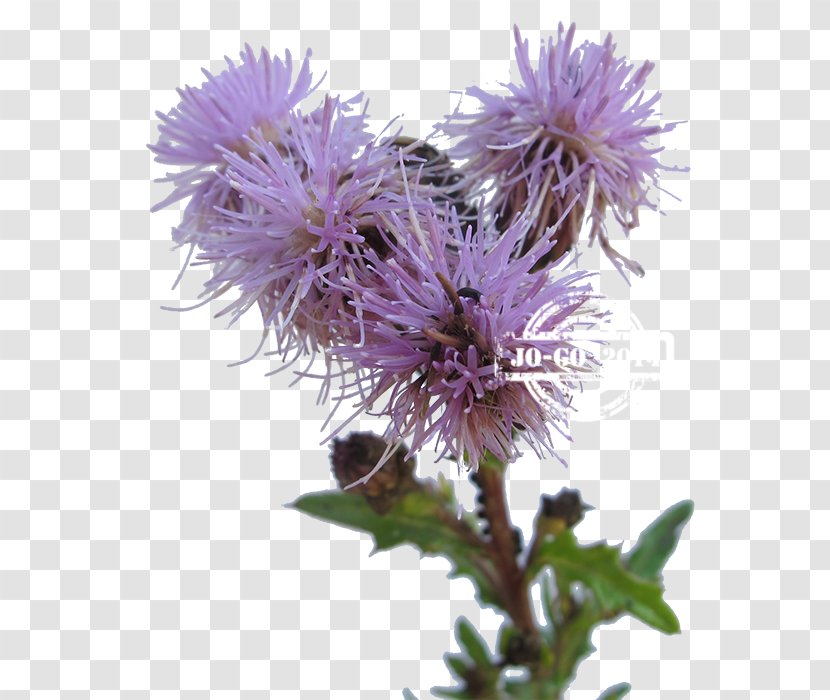 Milk Thistle Greater Burdock Noxious Weed Cynara Transparent PNG