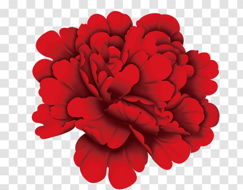 Chrysanthemum Red Flower - Petal - Big Chrysanthemums Transparent PNG