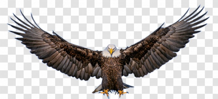 The Bald Eagle Image Yoga Avec Nireas Au Puy En Velay, 43000 - Flying Crow Transparent PNG