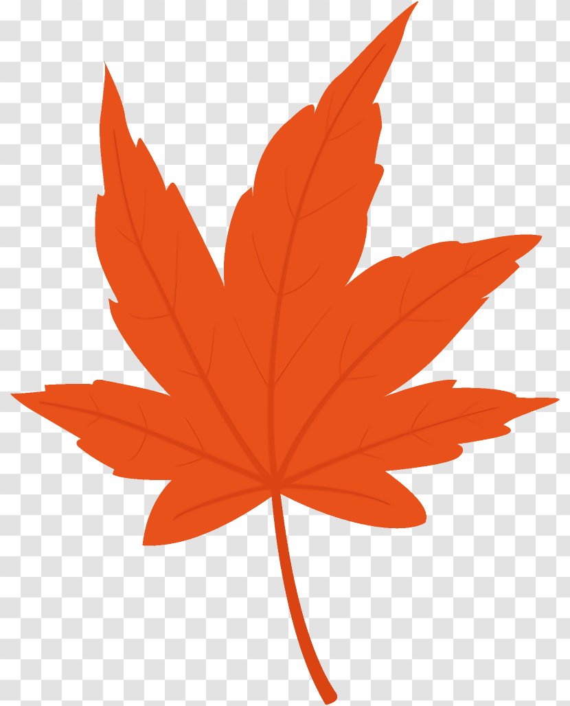 Maple Leaf Autumn Yellow - Woody Plant Transparent PNG