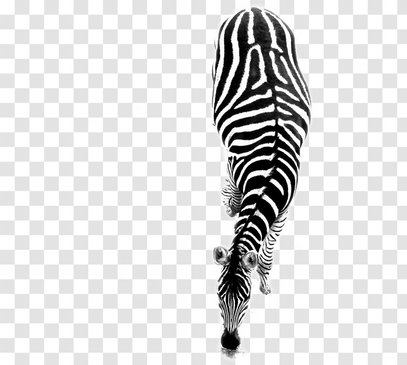 T-shirt Zebra Raccoon Black And White Photography - Grazing Transparent PNG