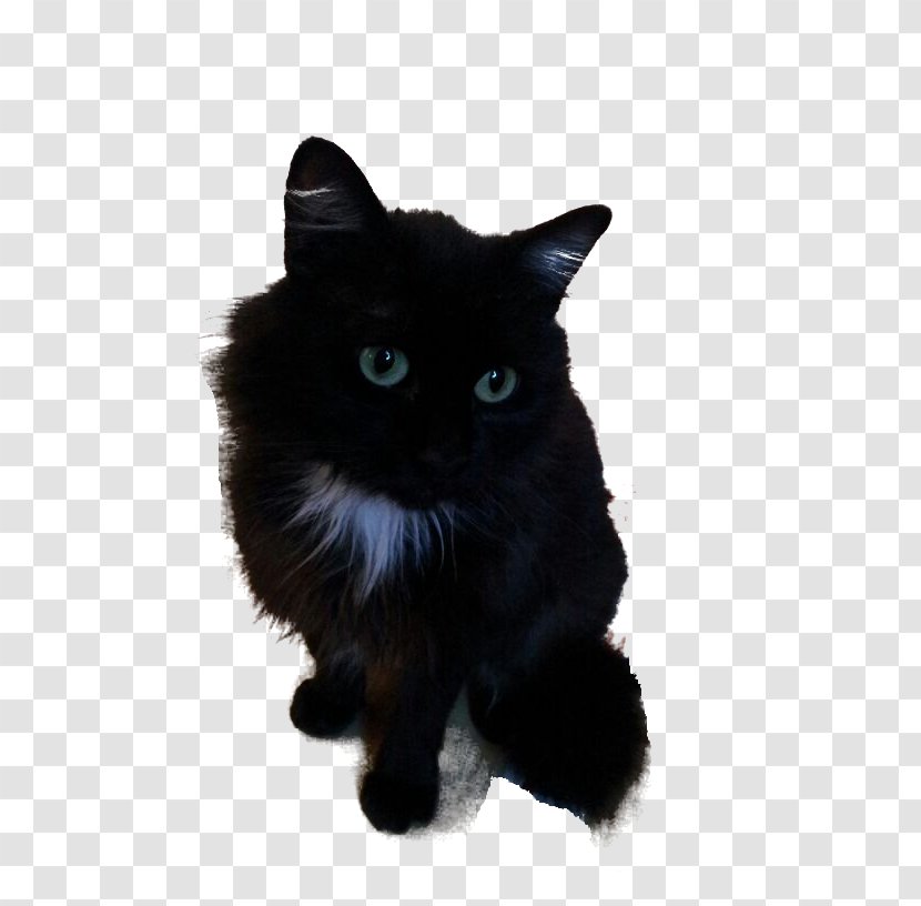 Cymric Nebelung Bombay Cat Manx Asian Semi-longhair - Black And White - Brief Introduction Transparent PNG