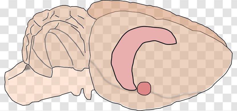 Rat Brain Hippocampus Amygdala Clip Art - Silhouette Transparent PNG