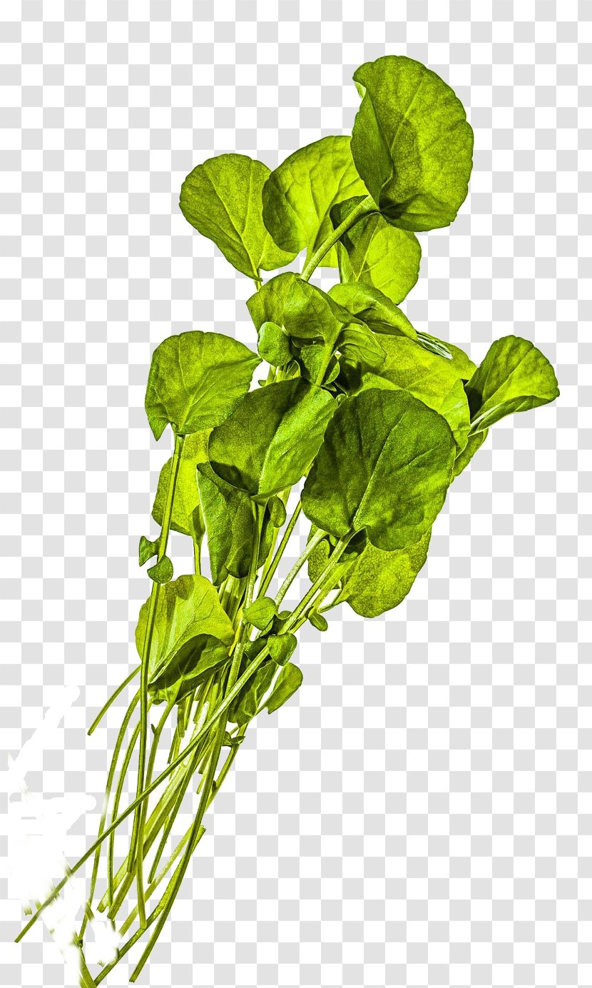 Spinach Watercress Vegetable Scallion - Herb - Puree Transparent PNG