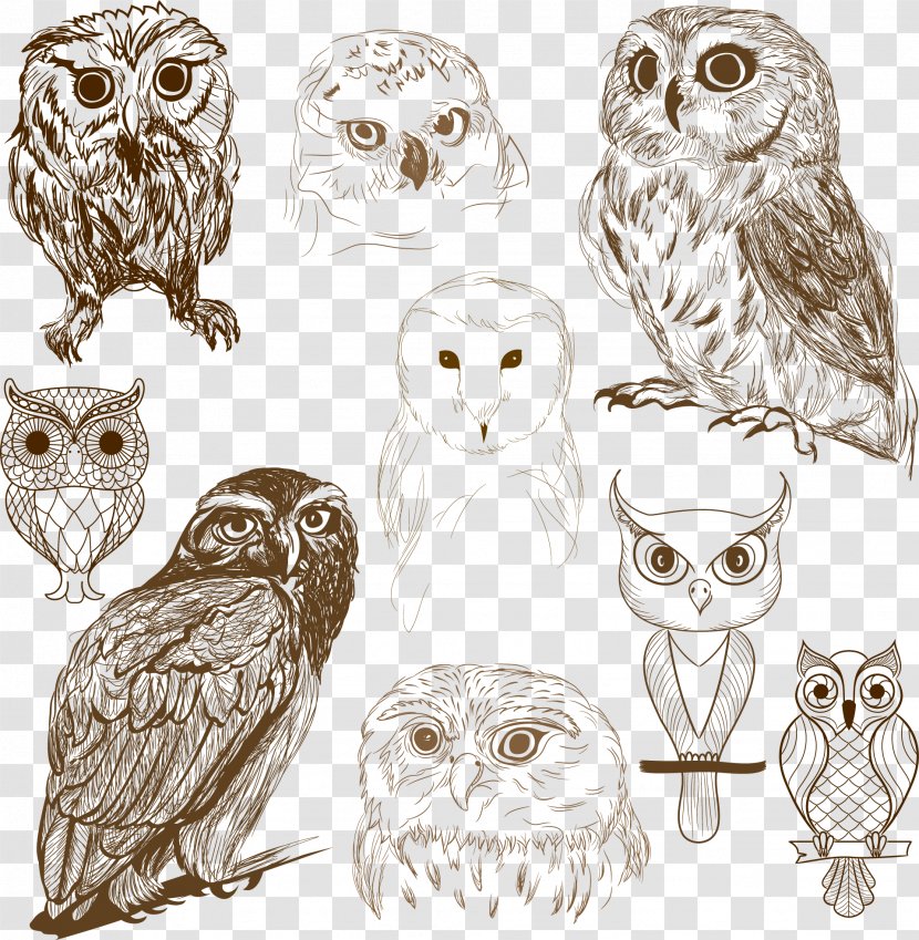 Owl Vector Graphics Drawing Illustration Image - Fauna - Barred Transparent PNG
