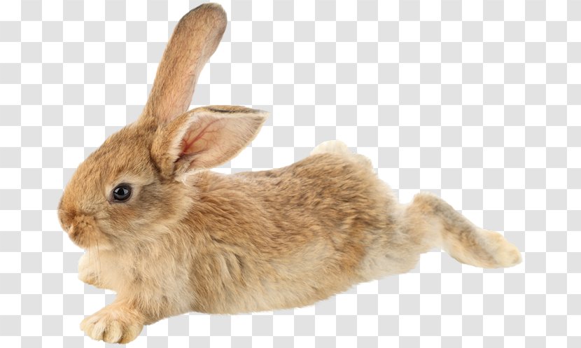 Domestic Rabbit Mini Lop Clip Art - Hare Transparent PNG