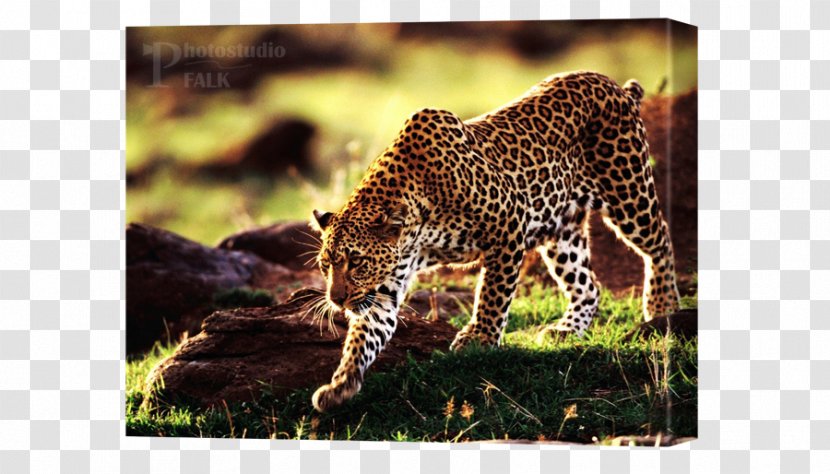 Cheetah Leopard Felidae Desktop Wallpaper Lion - Budgerigar Transparent PNG