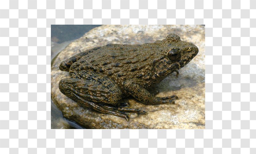 American Bullfrog Toad Reptile Terrestrial Animal - Amphibian - Water Frogs Transparent PNG