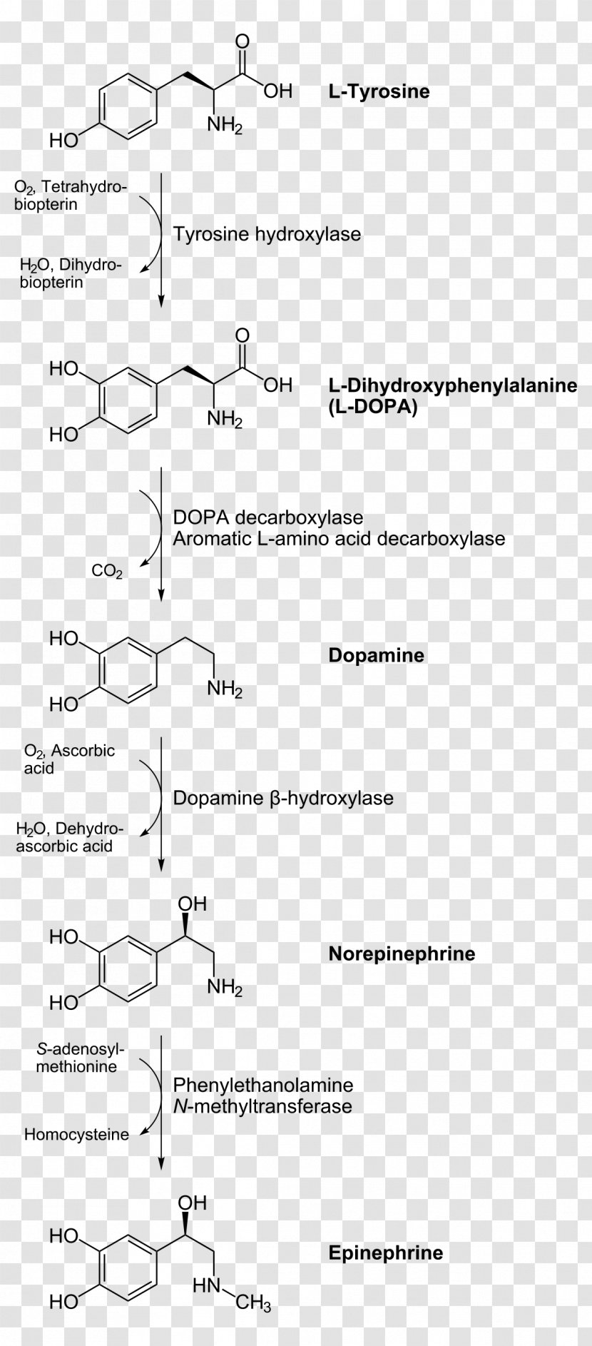 Catecholamine Biosynthesis Norepinephrine Adrenaline Biochemistry Transparent PNG