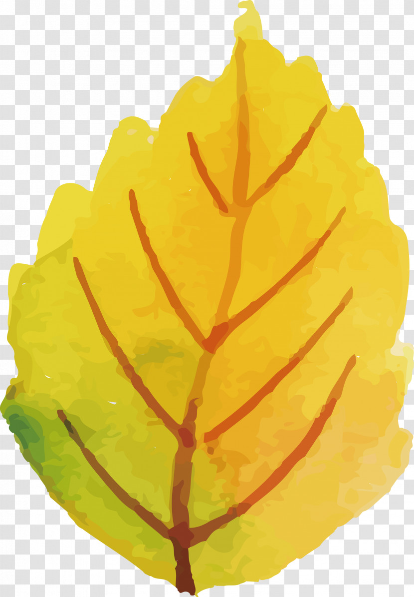 Autumn Leaf Colorful Leaf Transparent PNG