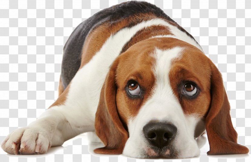 What Is My Dog Thinking? Beagle Puppy Pet Training Transparent PNG