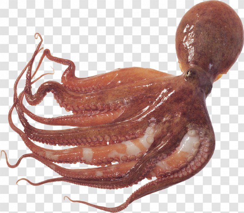 Octopus Squid As Food Cuttlefish - Cephalopod - Aura Transparent PNG
