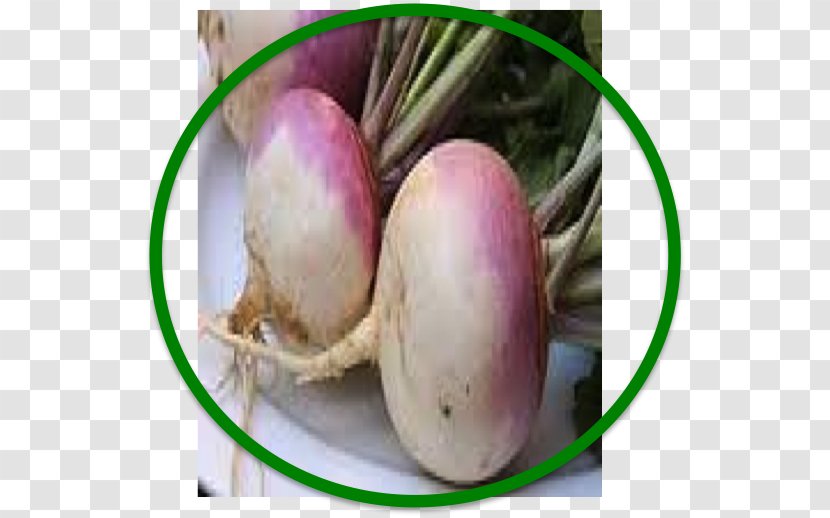 Turnip Food Rutabaga Beetroot Iranian Traditional Medicine - Winter Transparent PNG