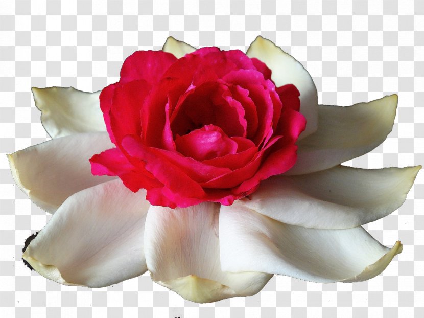Garden Roses Centifolia Rosa Chinensis Flower White - Lotus Rose Transparent PNG