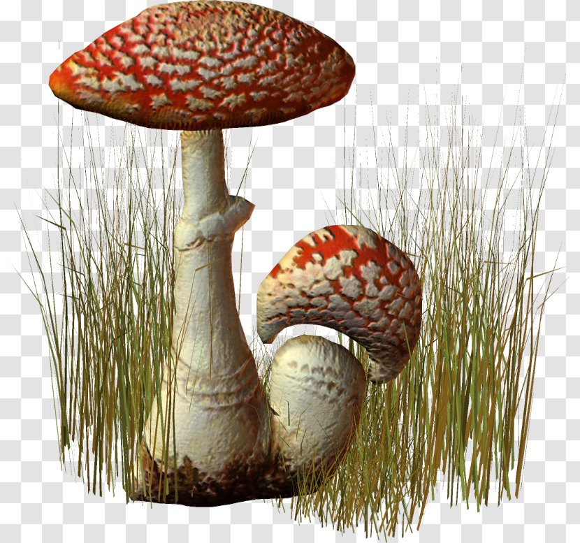 Mushroom Cartoon - Medicinal Fungi - Shiitake Russula Integra Transparent PNG