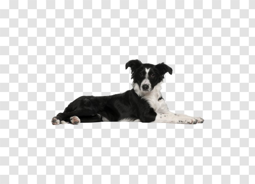 Border Collie Puppy Dog Breed Rough - Herding Transparent PNG