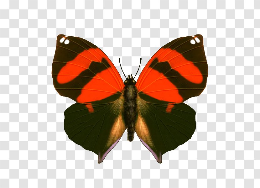 Butterfly Vector Graphics Insect Image - Orange Transparent PNG