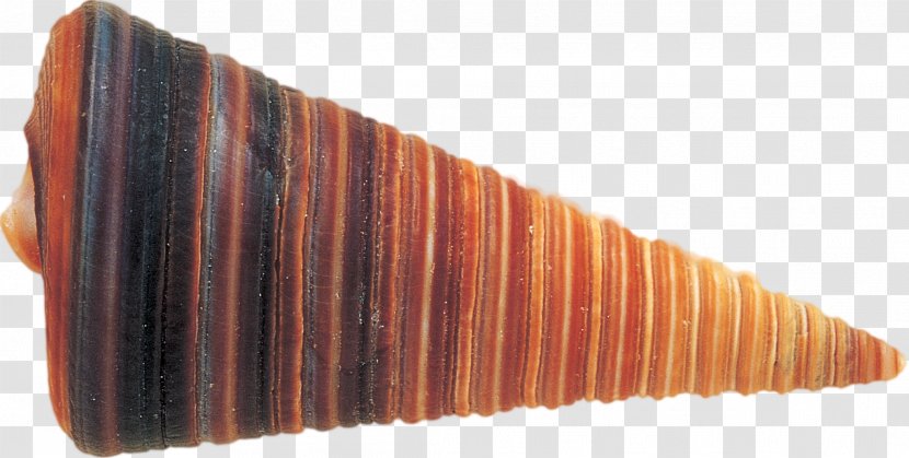 Molluscs Digital Image - Orange - Shells Transparent PNG