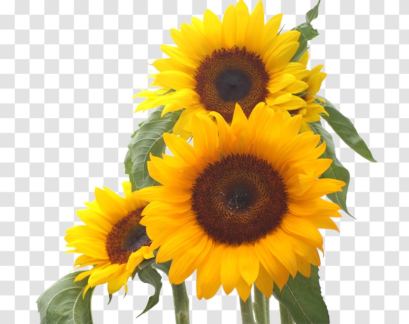 Common Sunflower Desktop Wallpaper Seed - Drawing - Gerbera Transparent PNG