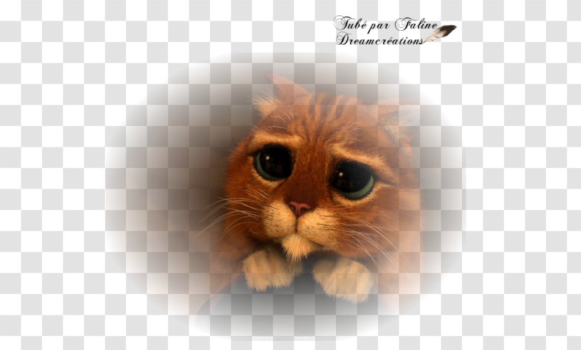 Whiskers Kitten Domestic Short-haired Cat Snout - Shorthaired Transparent PNG