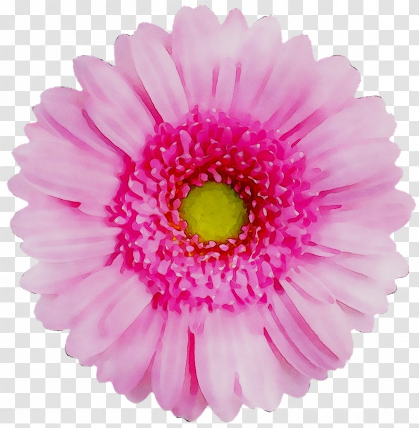 Transvaal Daisy Flower Chrysanthemum Red Yellow - China Aster Transparent PNG