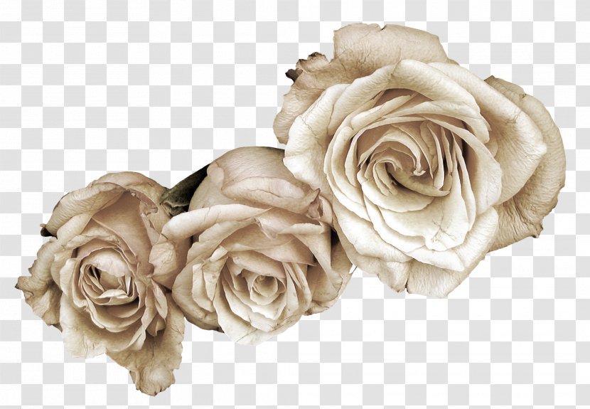 Flower Garden Roses - Blog - Rose Family Transparent PNG