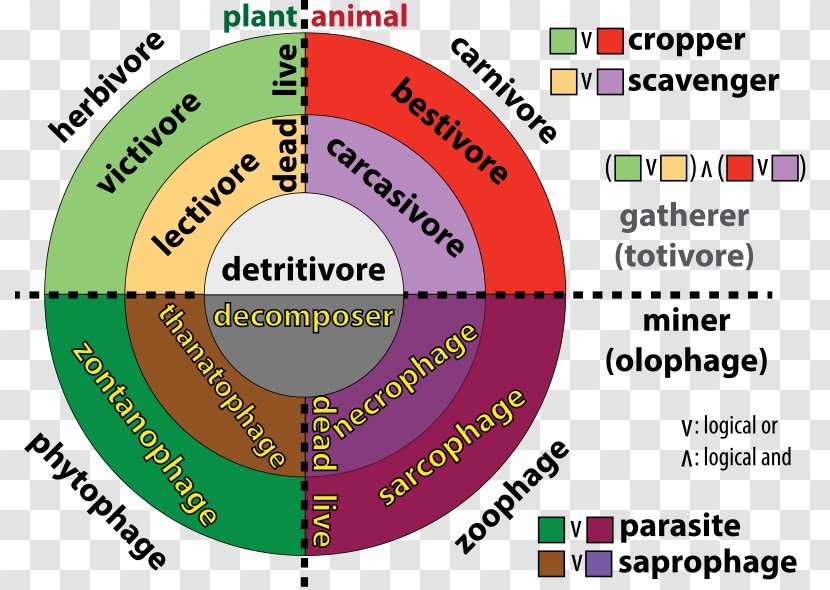 Trophic Level Consumer-resource Systems Detritivore Herbivore - Omnivore - Consumer Transparent PNG