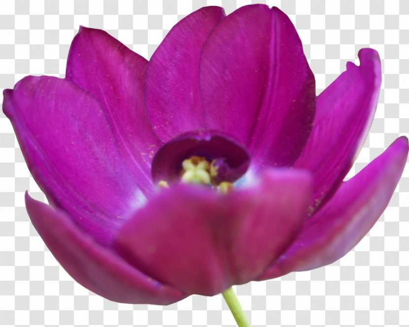 Tulip Flower - Herbaceous Plant - Pic Transparent PNG