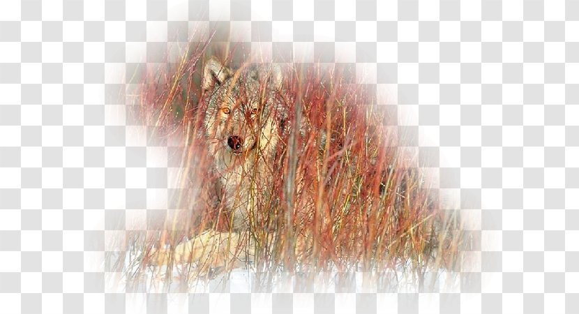 Coyote Gray Wolf Animal Drawing Painting - Carnivoran - Liveinternet Transparent PNG