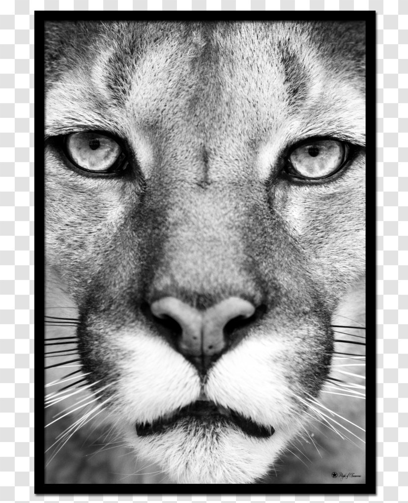 Cougar Lion Eye Cat Panther - Cartoon Transparent PNG