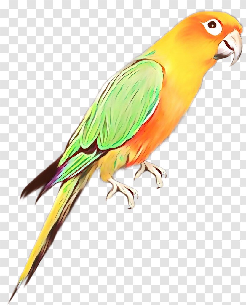 Lovebird Macaw Parakeet Beak Feather - Wing Transparent PNG
