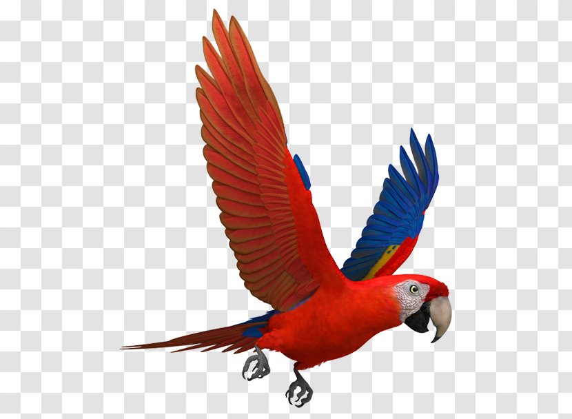 Scarlet Macaw Parrots Blue-and-yellow - Feather - Ara Macao Transparent PNG