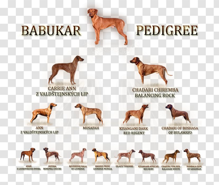 Dog Breed Sporting Group Font - Groupm Transparent PNG