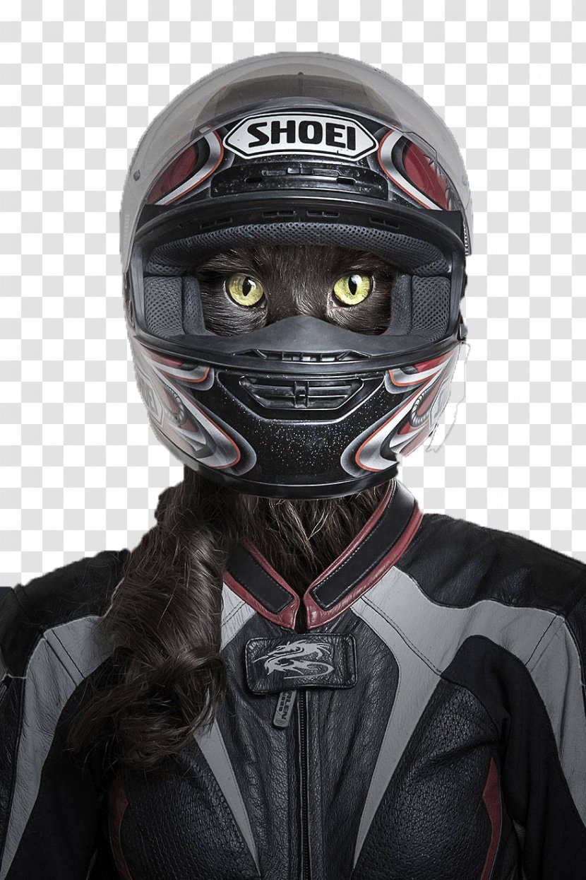 Oriental Shorthair Kitten Felidae Photographer Pet - Protective Equipment In Gridiron Football - Cat Wearing Helmets Transparent PNG