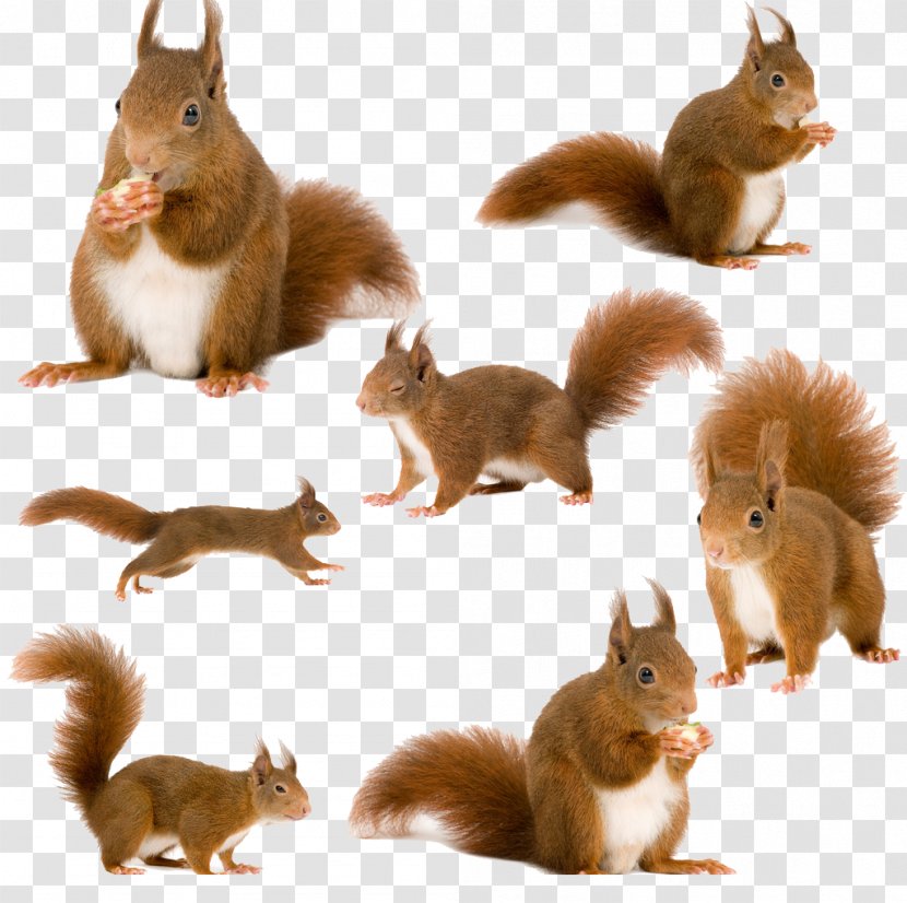 Tree Squirrels Red Squirrel Animal - Whiskers - Creative Transparent PNG