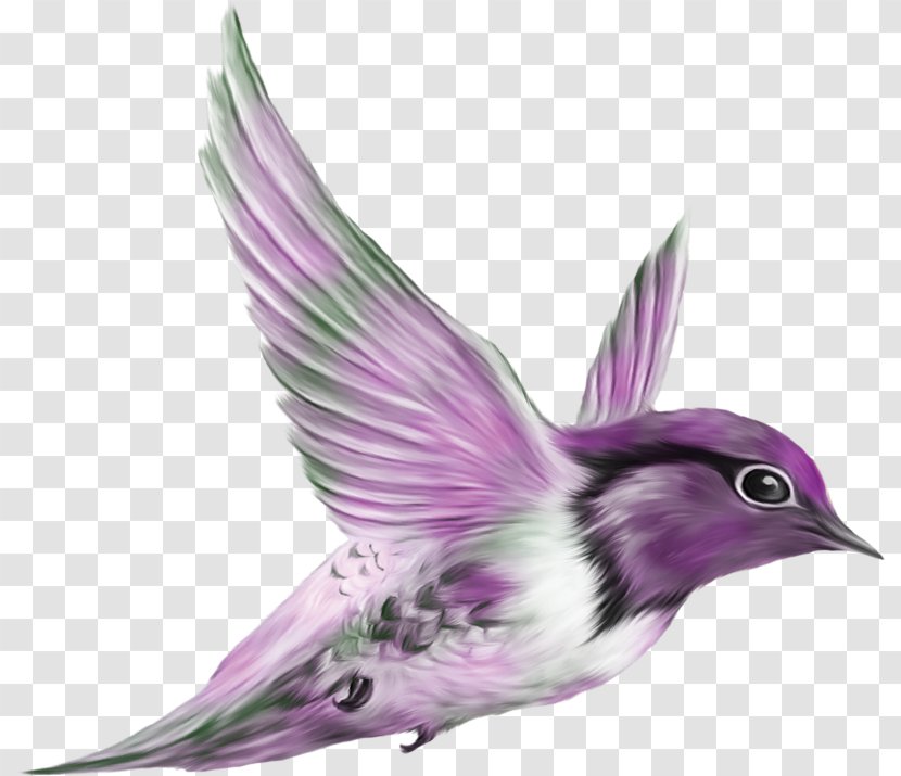 Bird Animal Clip Art - Photography Transparent PNG