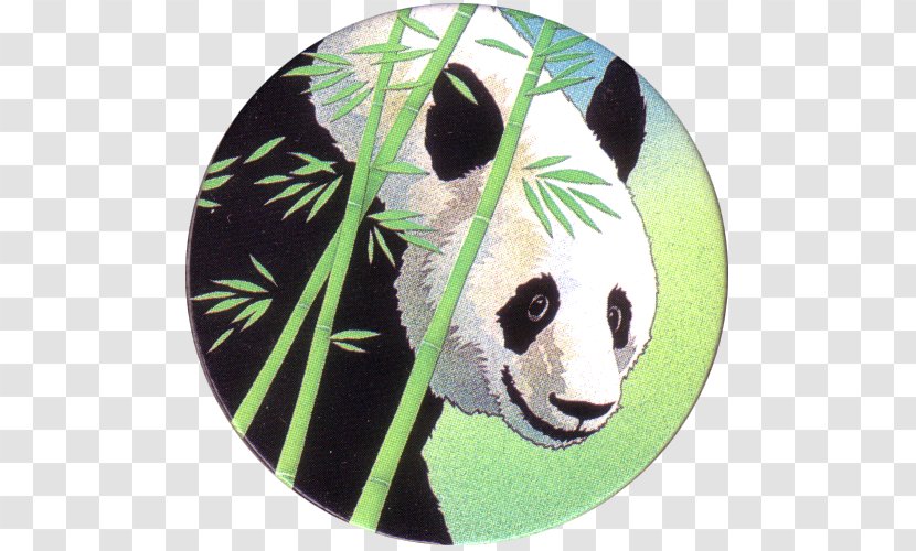 Giant Panda Snout - Bear - Holiday Inn Johnstowndowntown Transparent PNG