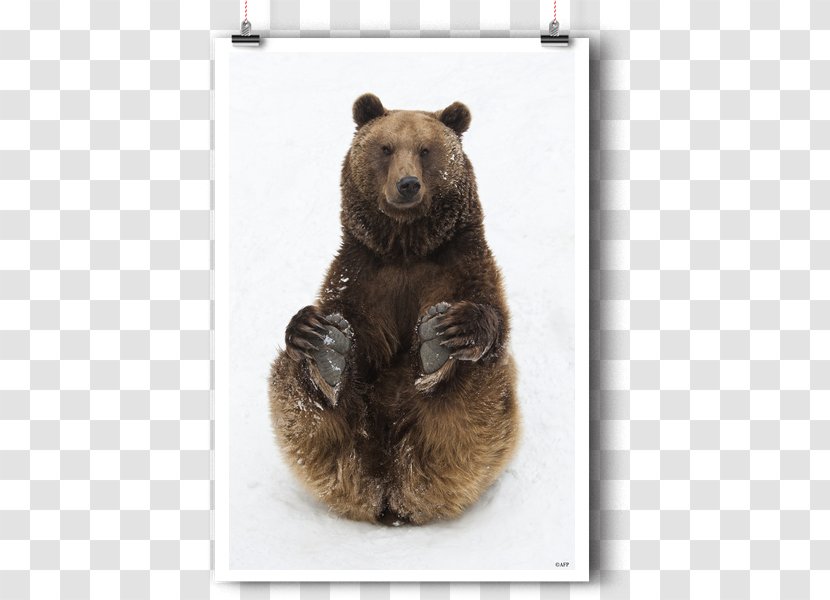 Poster Illustrator - Bear - Ours Dans L'art Transparent PNG