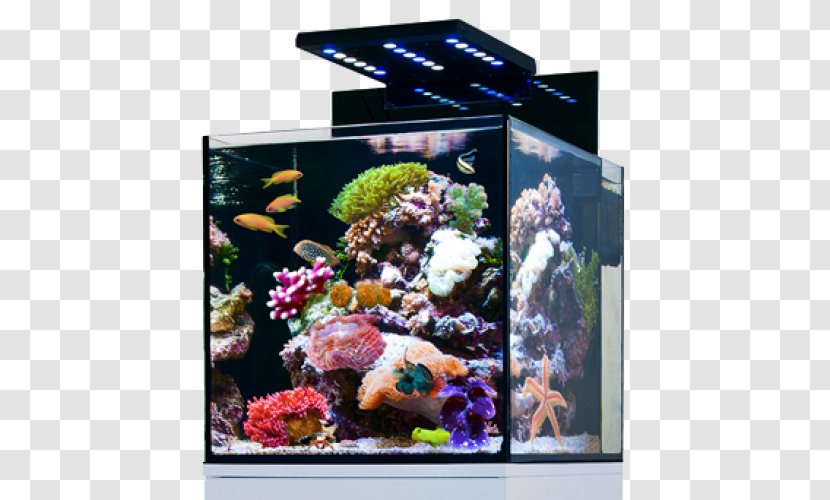Red Sea Reef Aquarium Nano Siamese Fighting Fish Transparent PNG