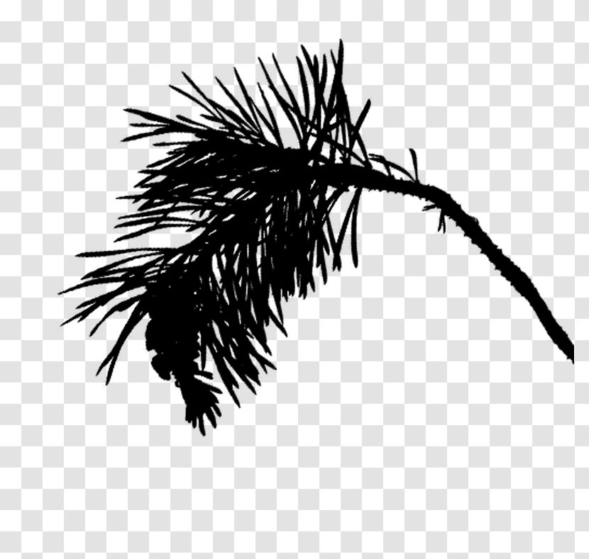 Palm Tree Background - Pine - Blackandwhite Branch Transparent PNG