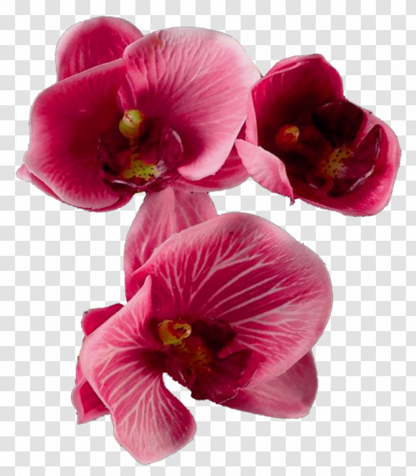 Cut Flowers - Mallow Family Transparent PNG