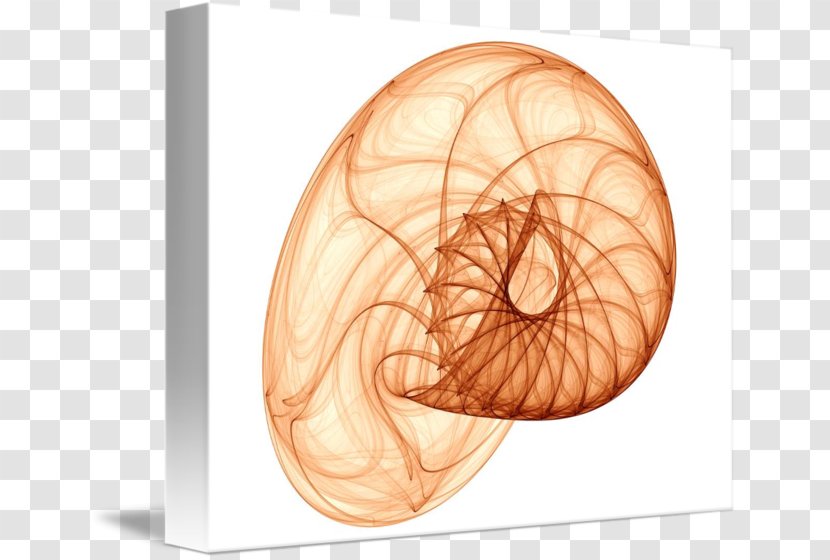 Chambered Nautilus Schnecken Conchology Snail - Flower Transparent PNG