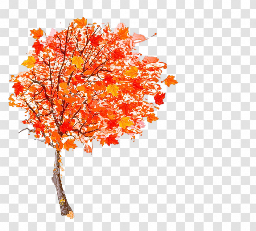 Orange Transparent PNG