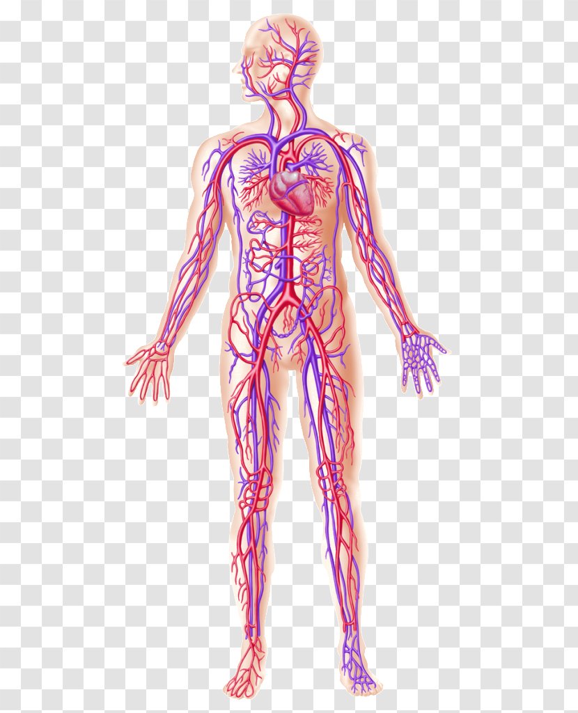 Human Body Anatomy Blood Vessel Circulatory System - Heart - Weight Loss Exercise Transparent PNG