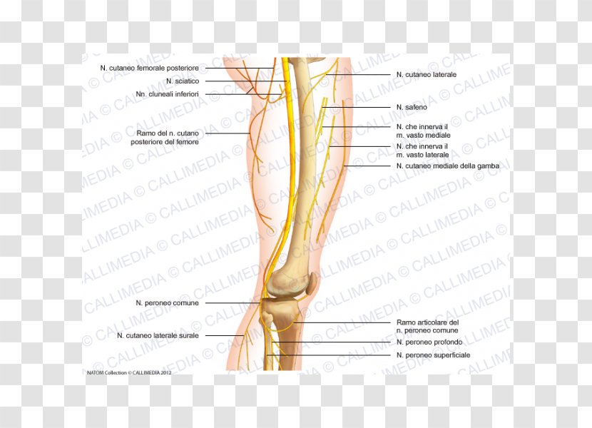 Thumb Common Peroneal Nerve Knee Femoral - Tree - Chino Transparent PNG