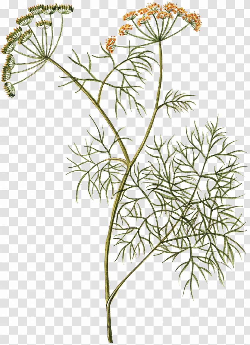 Dill Herb Plant Cow Parsley Fennel - Food Transparent PNG