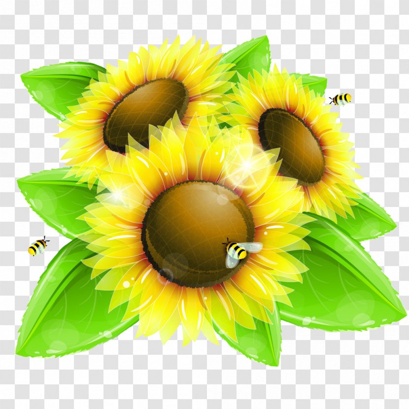 Common Sunflower Drawing Euclidean Vector Illustration Transparent PNG