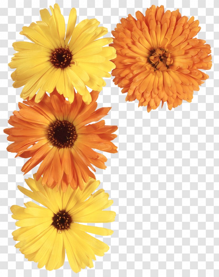 Flower Pot Marigold Daisy Family - Yellow Flowers Transparent PNG